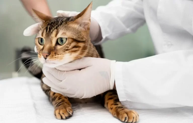 proteger-gato-leucemia-felina