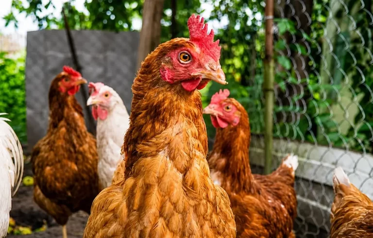 Granjas avícolas seguras: medidas que garantizan huevos y pollo de calidad para los peruanos granjas-avicolas-seguras