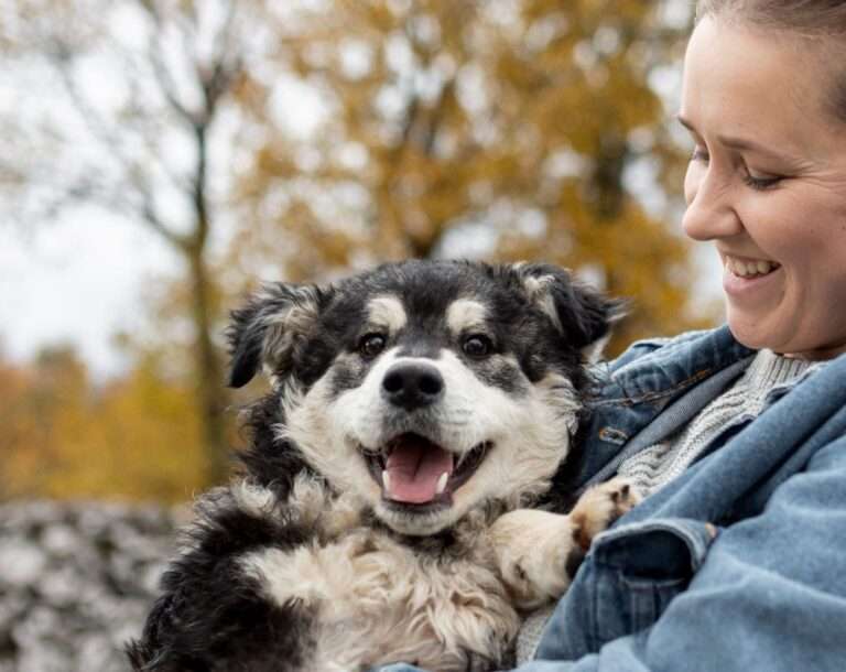 Día del Perro en Perú: más de 6 millones de perros en abandono refuerzan la urgencia de la tenencia responsable y el cuidado preventivo dia-del-perro-en-peru